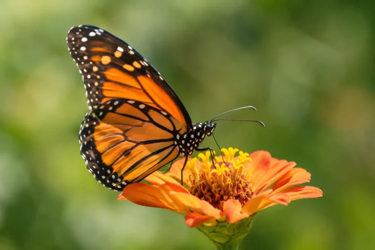 Can Butterflies Lose the Full Debit Paid?